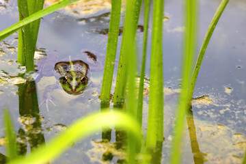 Frog and water lily in a pond. Selective focus.