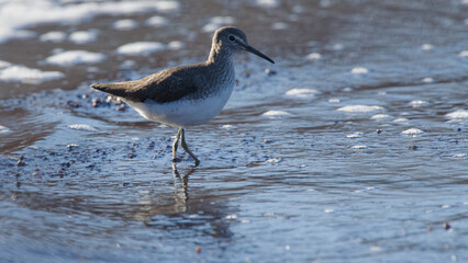Chevalier culblanc / cul-blanc - Tringa ochropus
