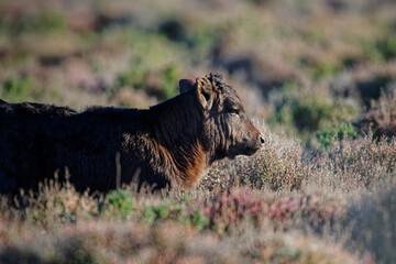 taureau de Camargue
