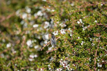 alpine plants growing on a mountain in, on mt wellington in hobart tasmania australia