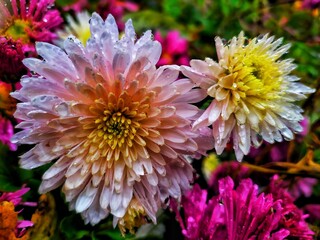 A beautiful chrysanthemum from my garden 