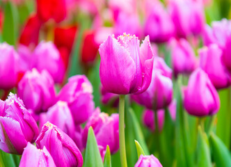 beautiful first spring flowers, pink tulips with water drops