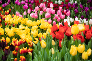 Obraz premium beautiful first spring flowers, colorful tulips