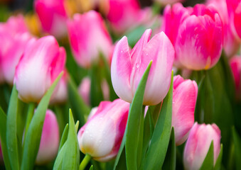 Obraz premium beautiful first spring flowers, pink tulips with water drops