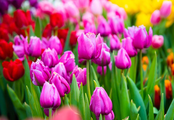 beautiful first spring flowers, pink tulips