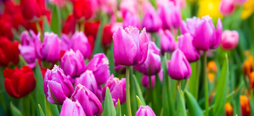 beautiful first spring flowers, pink tulips with water drops