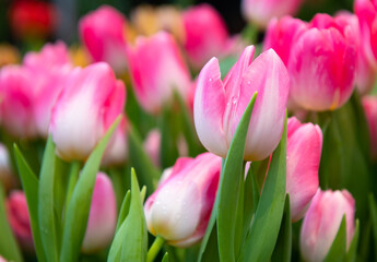 beautiful first spring flowers, pink tulips with water drops