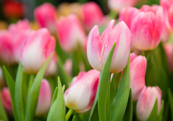 beautiful first spring flowers, pink tulips with water drops