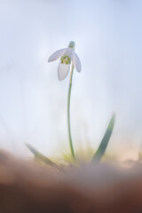 Galanthus or Snowdrop are the delicate flowers, among the first to blossom in the spring. Often even through snow.  Usually growing in wet forest and sunny parts close to water.