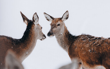 Rehe im tiefen Winter I