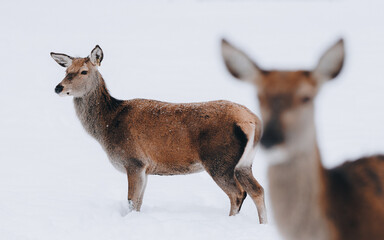 Rehe im tiefen Winter II
