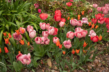 tulips in the garden