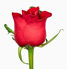 Single red rose on a white background
