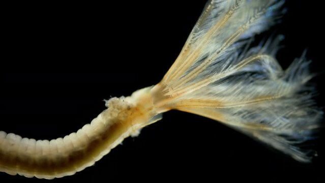 Worm Polychaeta, family Sabellidae under a microscope. Filter feeders, live in calcareous tubular shells. Possibly genus Euchone. Barents sea