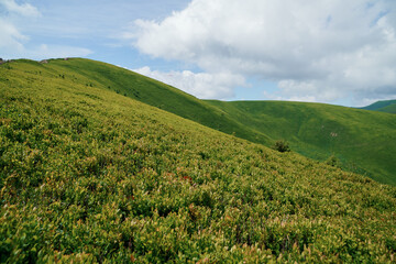 Fototapeta premium Beautiful summer mountain landscape, forest, clouds. Mount Gemba Pylypets Ukraine. Ukrainian mountains Carpathians, Transcarpathia