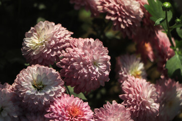 Chrysanthemums in the Nikitsky Botanical Garden, Crimea. flowers chrysanthemum, chrysanthemums in autumn