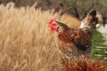 Young rooster walking on the green grass at the farm