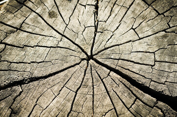 Close up view of tree circles. Cut tree background.