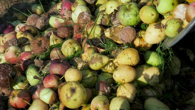 Spoiled food. Collecting rotten apples pears in garden at summer. Pour fruit to compost heap or landfill. Poor ecology and weather spoil the fruit harvest