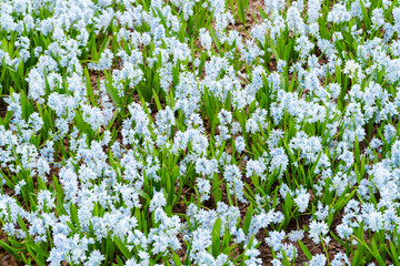 The beautiful spring flowers. White blue flowers Puschkinia (Puschkinia scilloides). Selective focus.