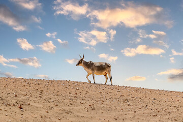 Cow in the Thar desert, Sindh, Pakistan 