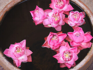 Pink lotus floating on water in the jar.