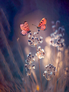 Couple of beautiful butterfly on the flowers
