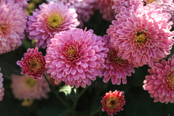 Pink Chrysanthemum also known as flower of november