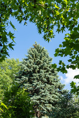 Fototapeta premium Branches with green leaves Liquidambar styraciflua or American sweetgum and tulip tree (Liriodendron tulipifera in the foreground. Blue spruce Picea pungens with blue needles. Selective focus.