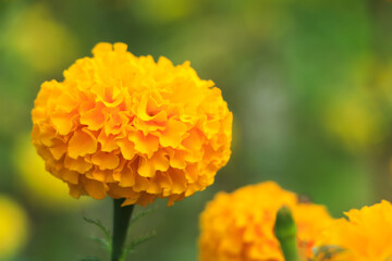 Amazing Mexican marigold flower in garden, on natural beautiful background.selection focus.
