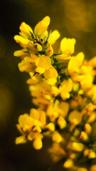 Ajoncs en fleurs, dans la forêt des Landes de Gascogne