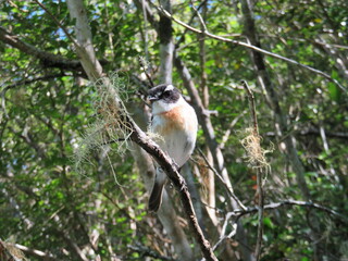 TEC TEC Ile de La Réunion
