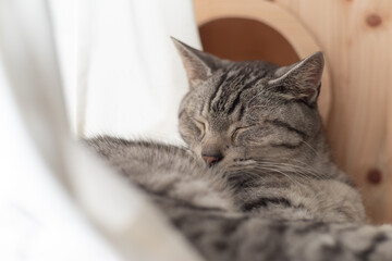 眠る猫　サバトラ猫