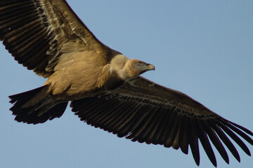 Gyps fulvus, projecte Canyet, Alcoy, Comunidad Valenciana