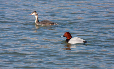 water bird looking for food in water, Common Pochard, Aythya ferina	