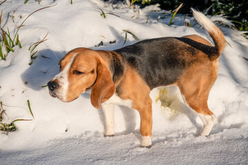 Młody beagle sikający na śnieg - obrazy, fototapety, plakaty