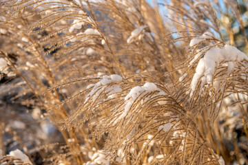 złote kłosy traw uginają się pod porannym śniegiem
