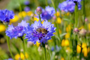 nature views, purple cornflower flower with bee, summer colorful flowers in the garden