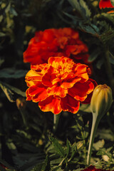 nature views, red orange velvet flower, summer colorful flowers in the garden