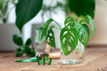 Sprout homeplant monstera monkey in glass jar. Preparation for transplanting a houseplant using water, shovel, rake and flowerpot. © Volha Zaitsava