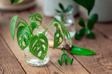Sprout homeplant monstera monkey in glass jar. Preparation for transplanting a houseplant using water, shovel, rake and flowerpot.