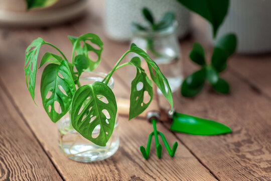 Sprout homeplant monstera monkey in glass jar. Preparation for transplanting a houseplant using water, shovel, rake and flowerpot.