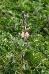 Blooming pink lupine flowers close-up among green foliage