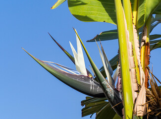 blue sky and palm leaves