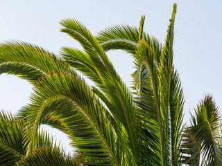 palm tree in the wind
