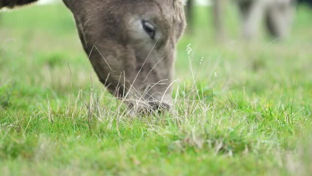 Close up of Stud Beef bulls and cows grazing on grass in a field, in Australia. breeds include speckled park, murray grey, angus, brangus and wagyu.