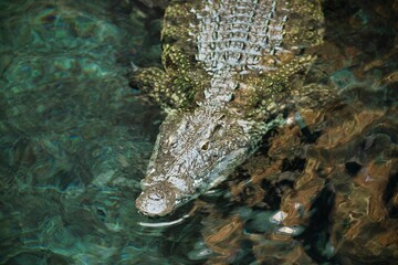 Close up of crocodile in green blue shimmering water.