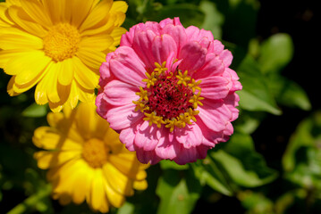 nature views, summer colorful flowers in the garden