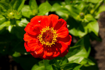 nature views, summer colorful flowers in the garden