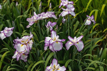 Japanese iris flowers in the park , pink white iris flowers , kagawa, shikoku, japan